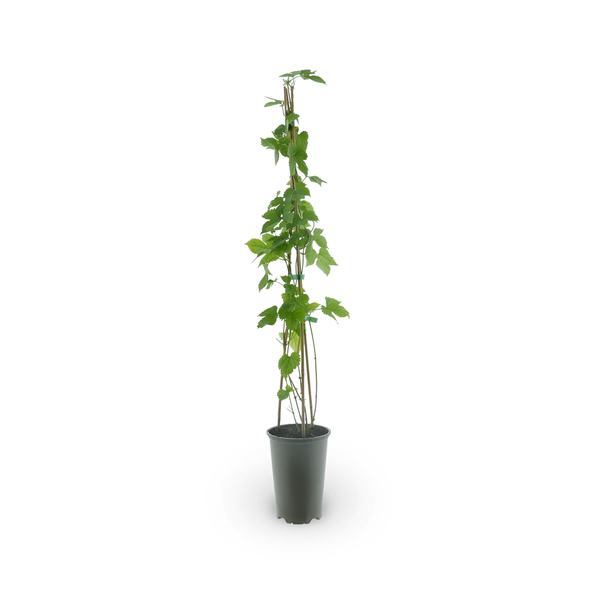 Humulus lupulus