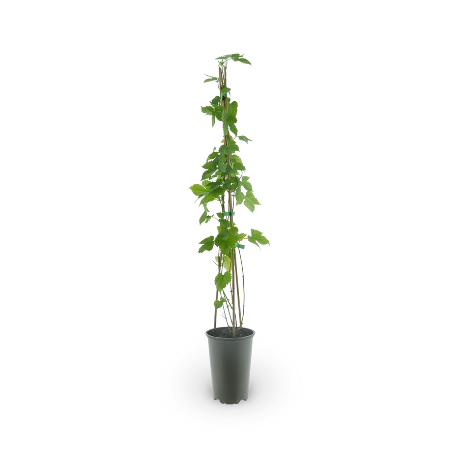Humulus lupulus
