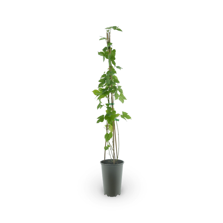 Humulus lupulus
