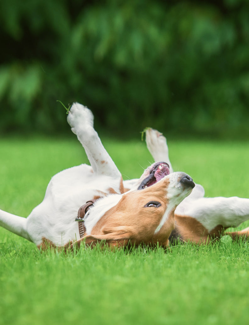 Fröhlicher Hund wälzt sich auf dem grünen Rasen
