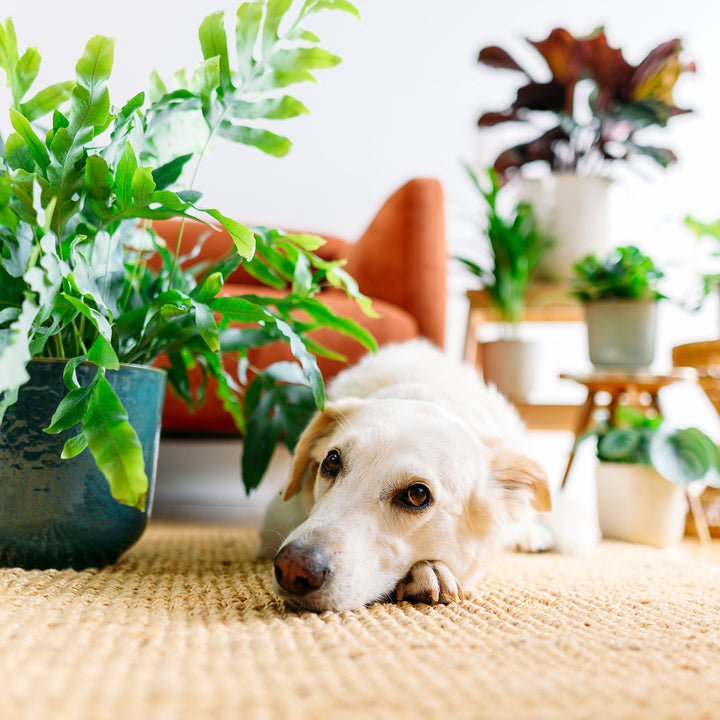 Hund mit Zimmerpflanzen-Set im Wohnzimmer