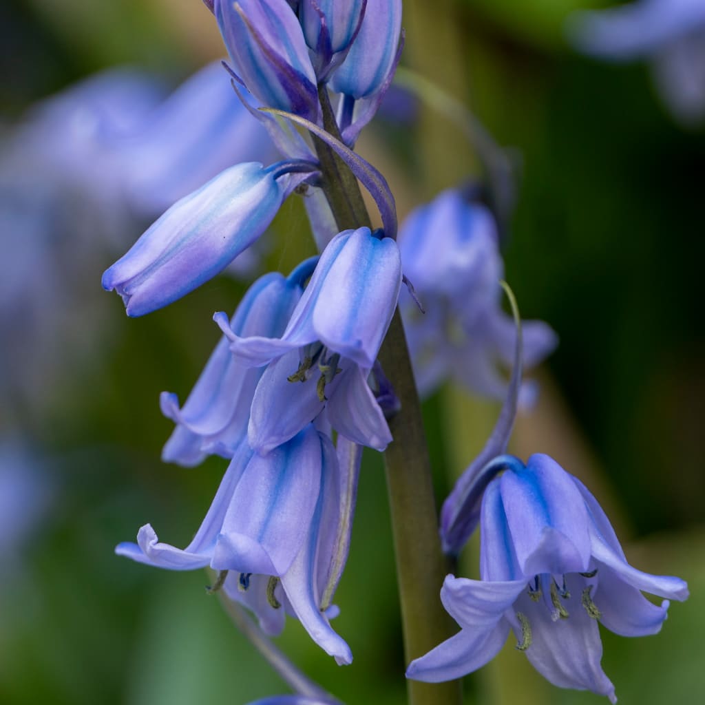 Hyacinthoides hispanica