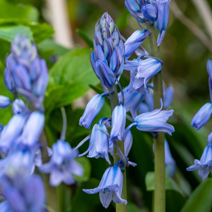 Hasenglöckchen Blau