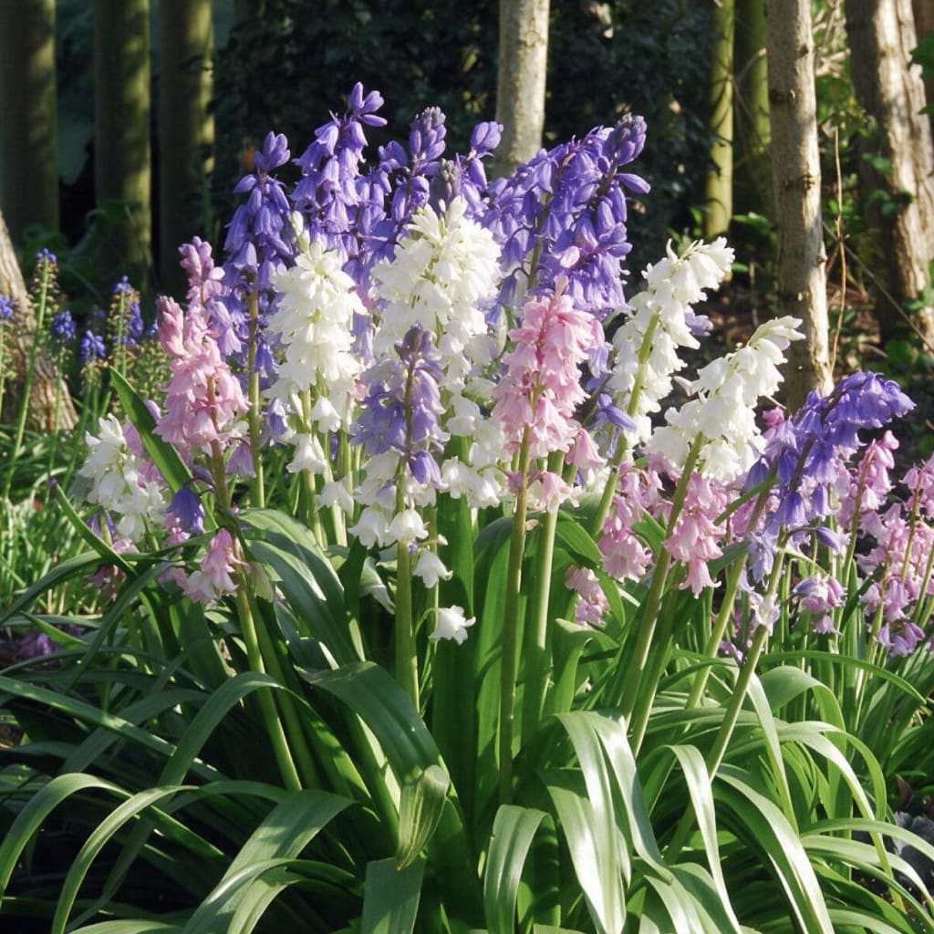 Hyacinthoides hispanica