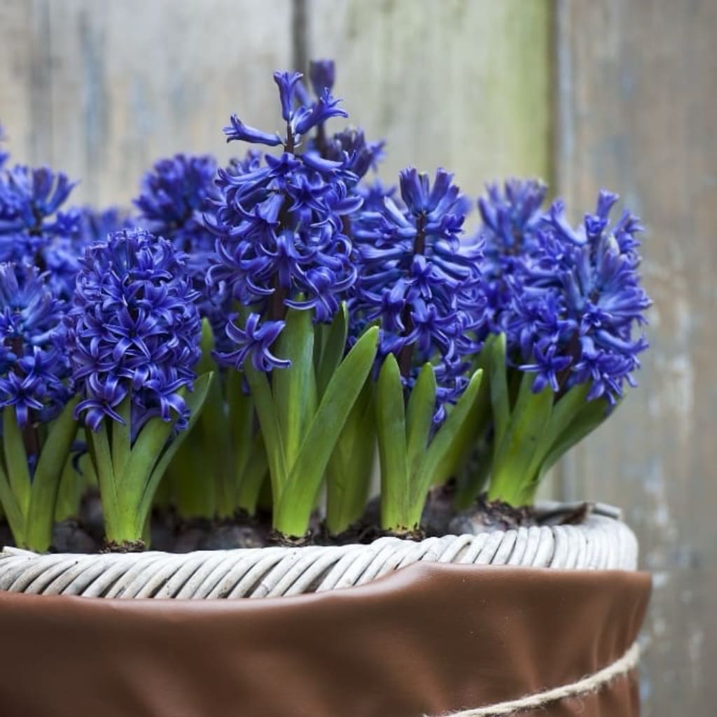 Hyacinthus orientalis