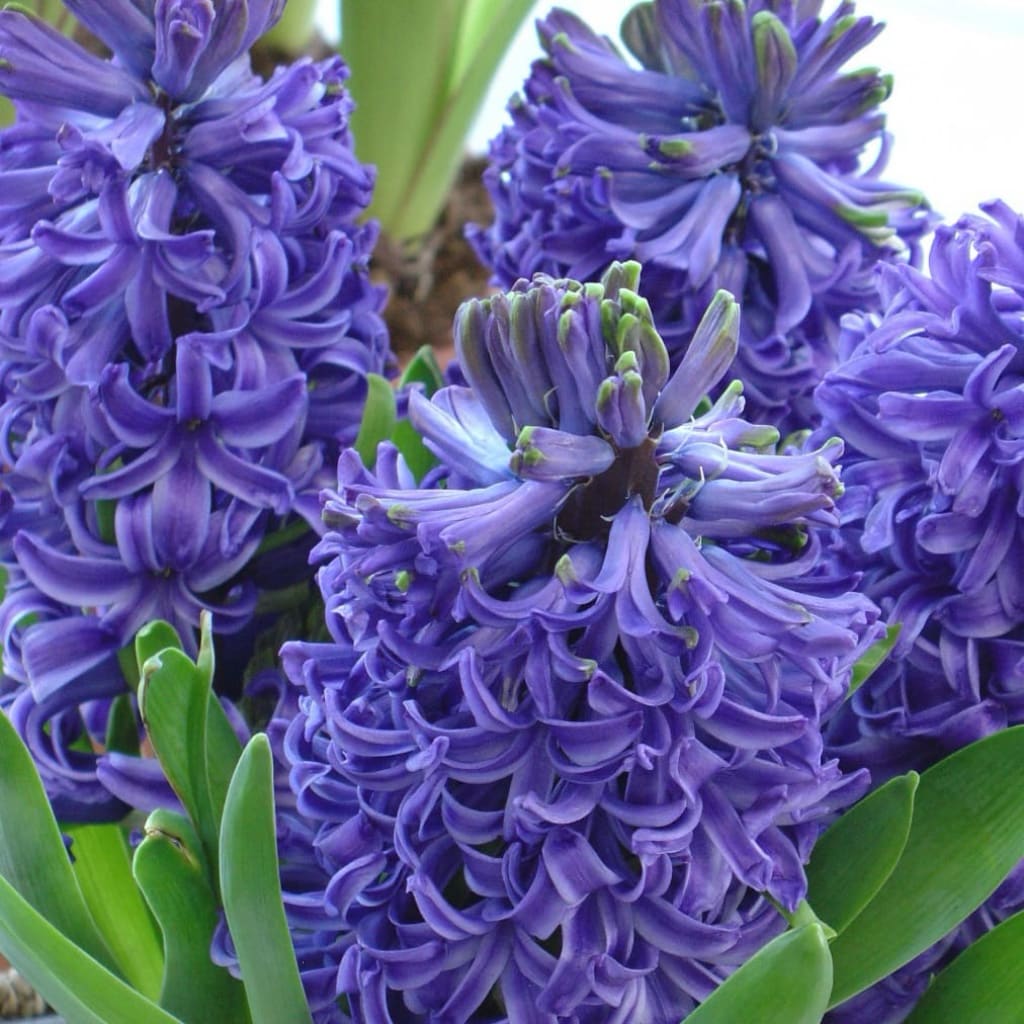 Hyacinthus orientalis