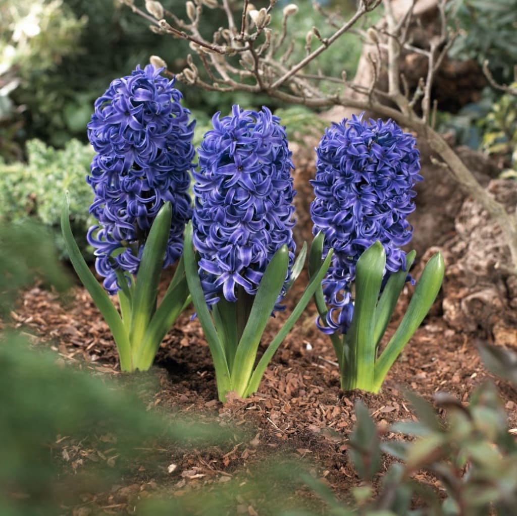 Bio-Duftende Hyazinthe 'Blue Pearl' Blau