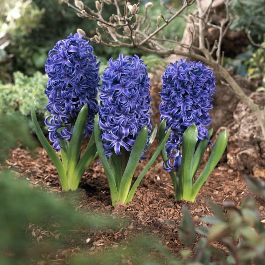 Bio-Duftende Hyazinthe 'Blue Pearl' Blau