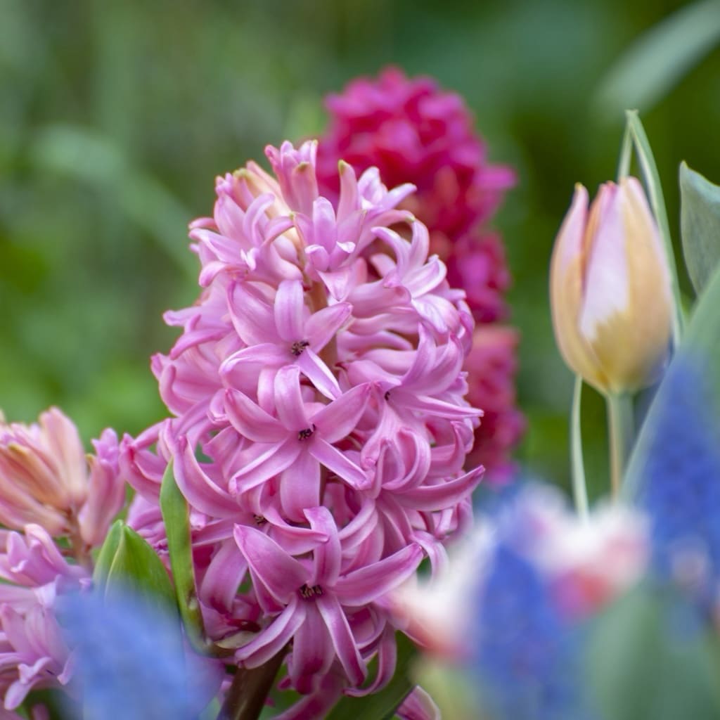 Hyacinthus orientalis