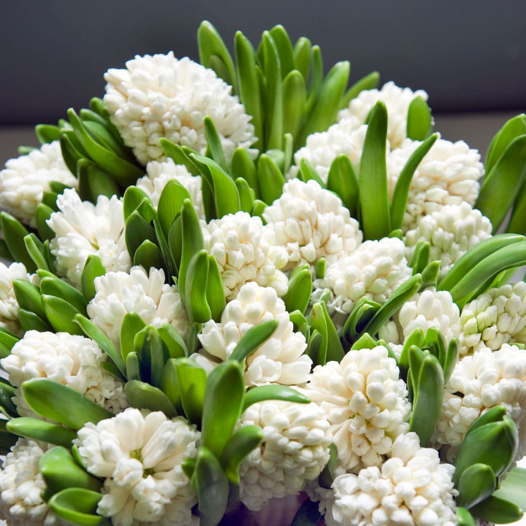 Hyacinthus orientalis