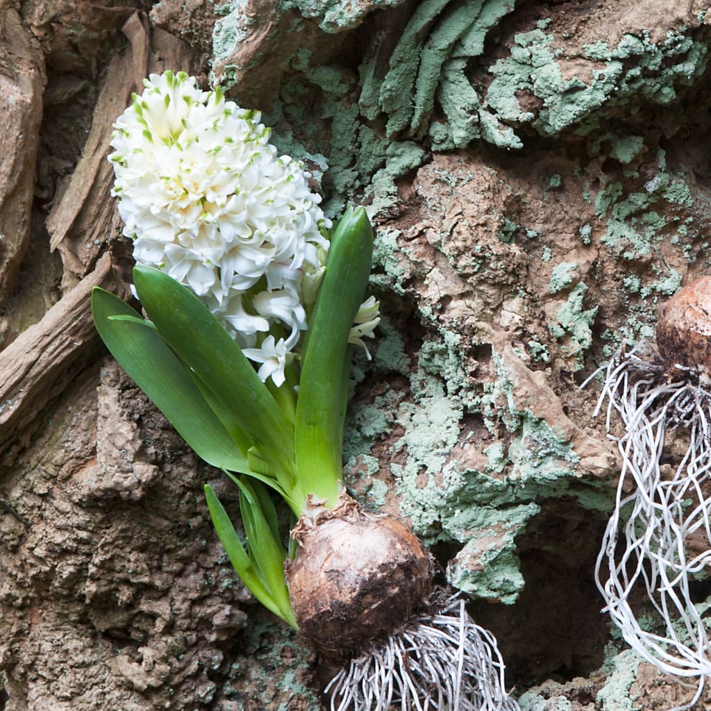 Bio-Duftende Hyazinthe 'White Pearl' Weiß