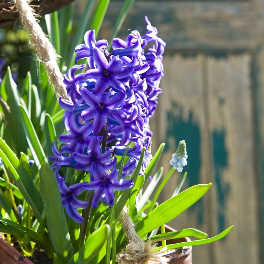 Hyacinthus orientalis