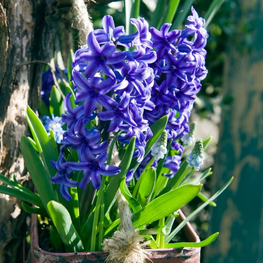 Duftende Hyazinthe 'Blue Jacket' Blau