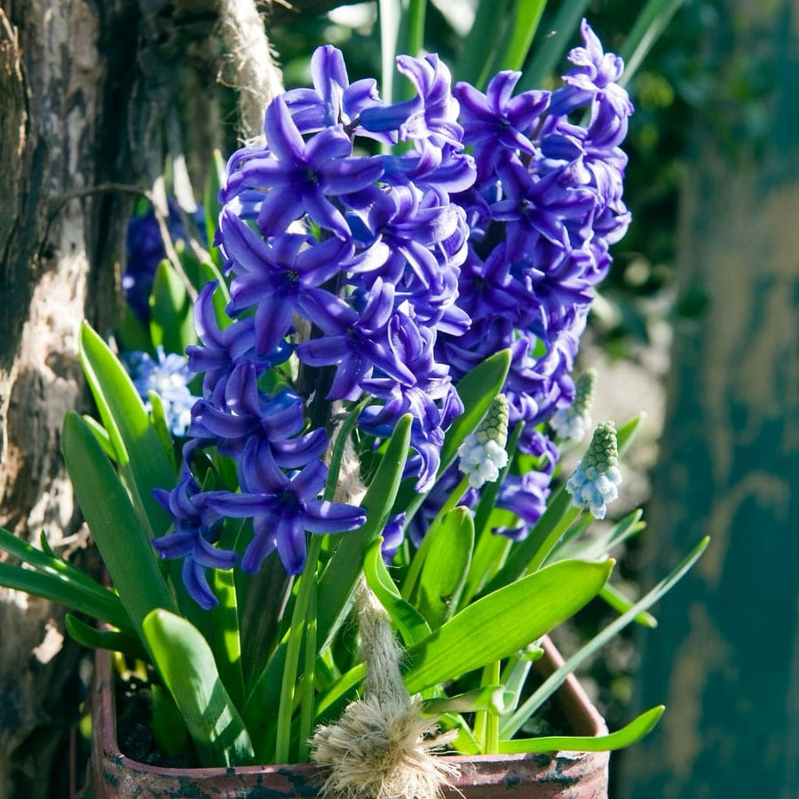 Duftende Hyazinthe 'Blue Jacket' Blau
