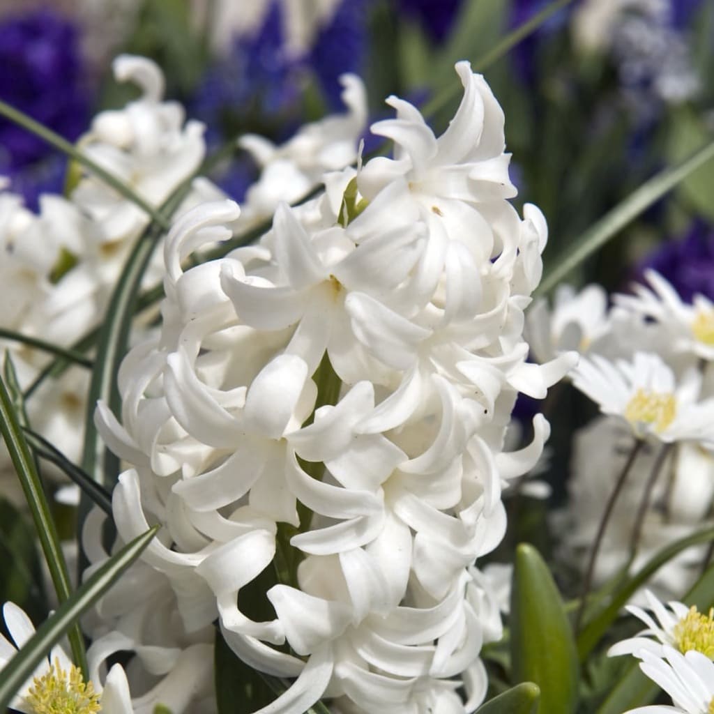 Hyacinthus orientalis