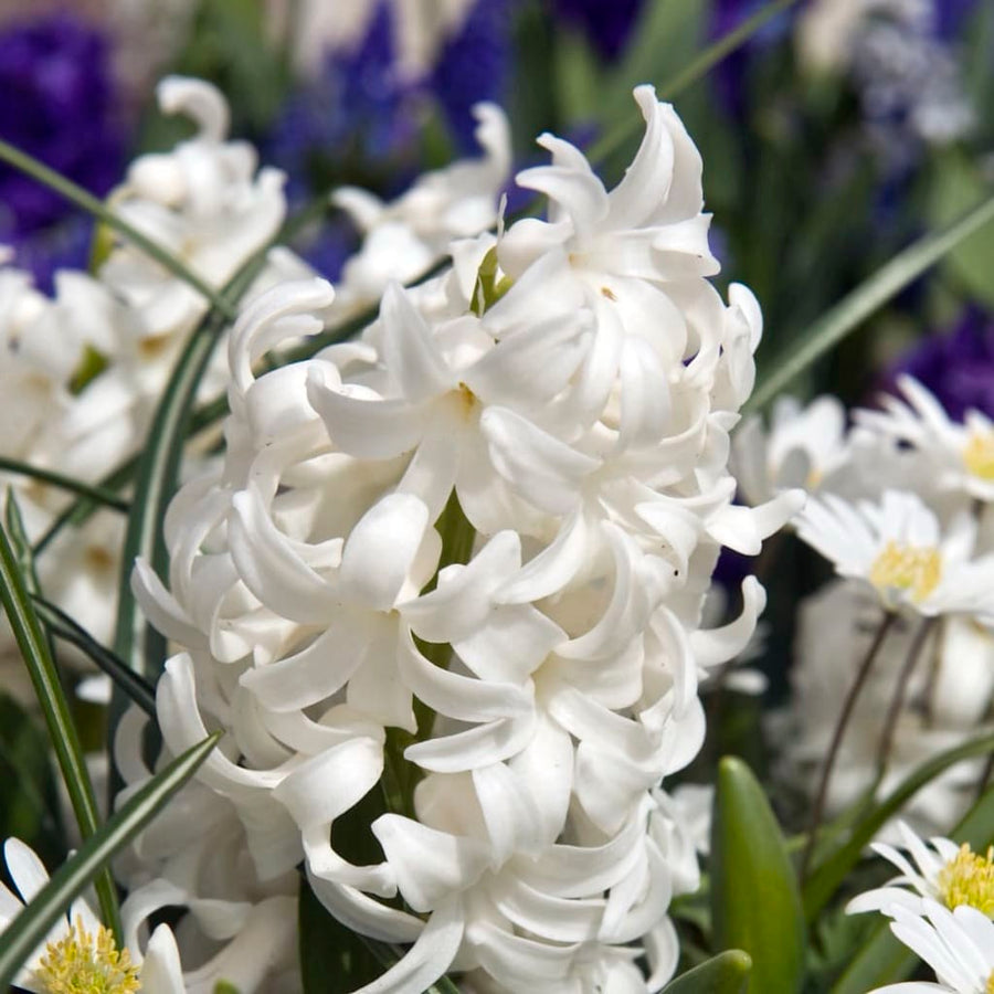 Hyacinthus orientalis