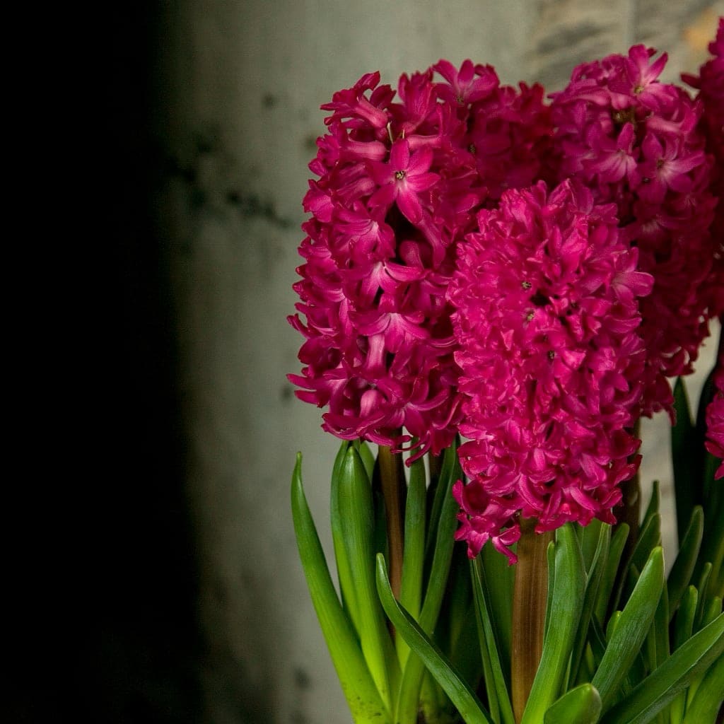 Hyacinthus orientalis