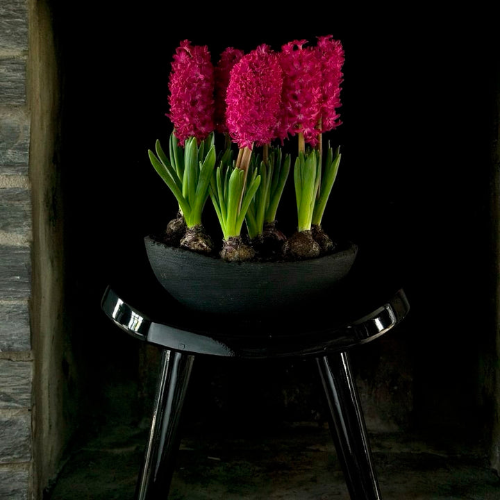 Duftende Hyazinthe 'Jan Bos' Rot