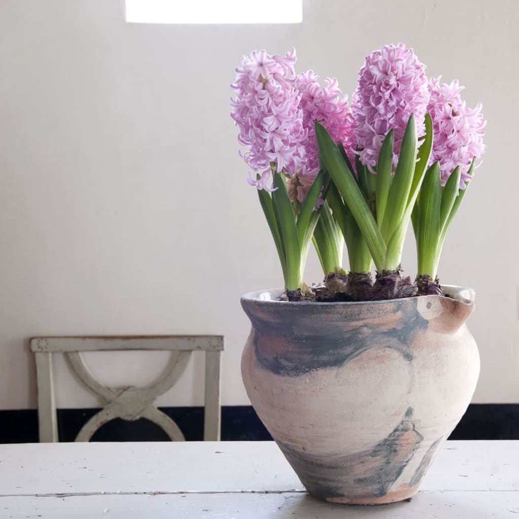Hyacinthus orientalis