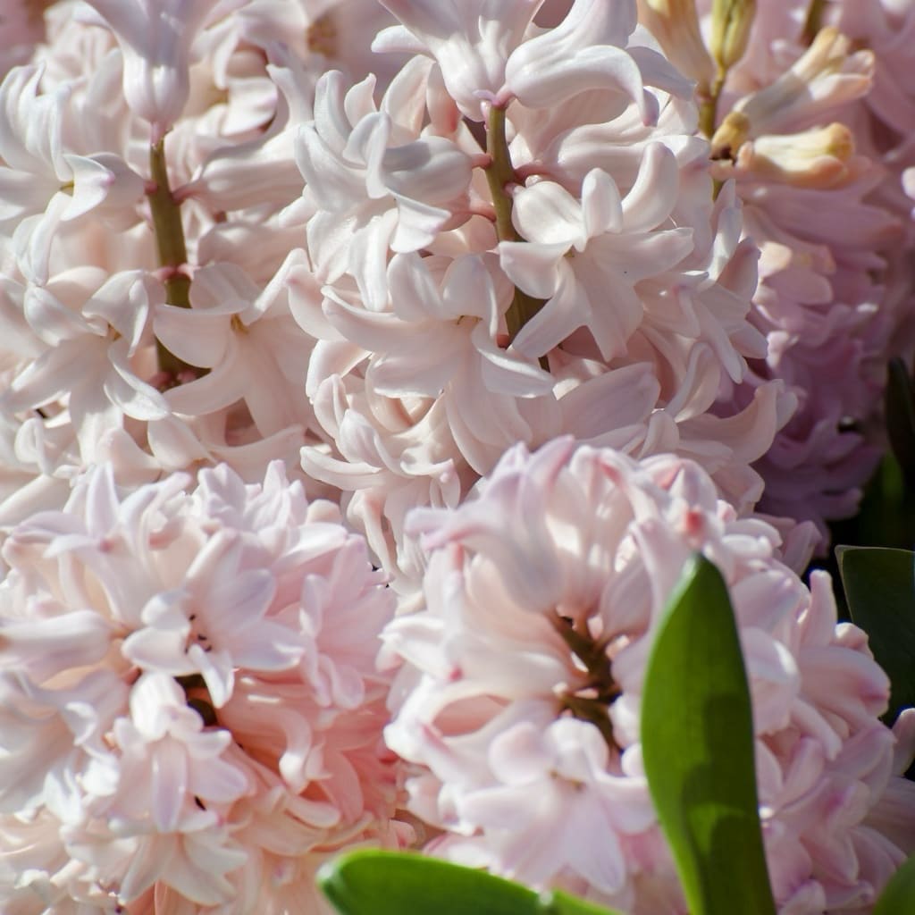 Hyacinthus orientalis