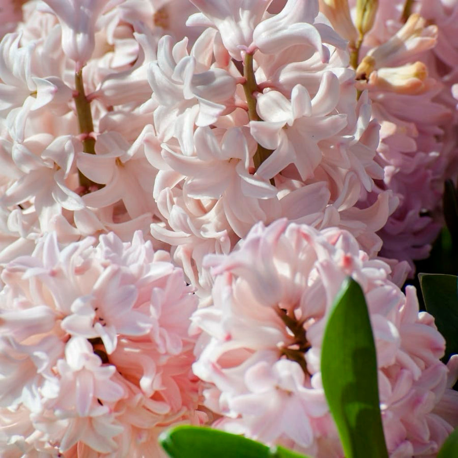 Hyacinthus orientalis