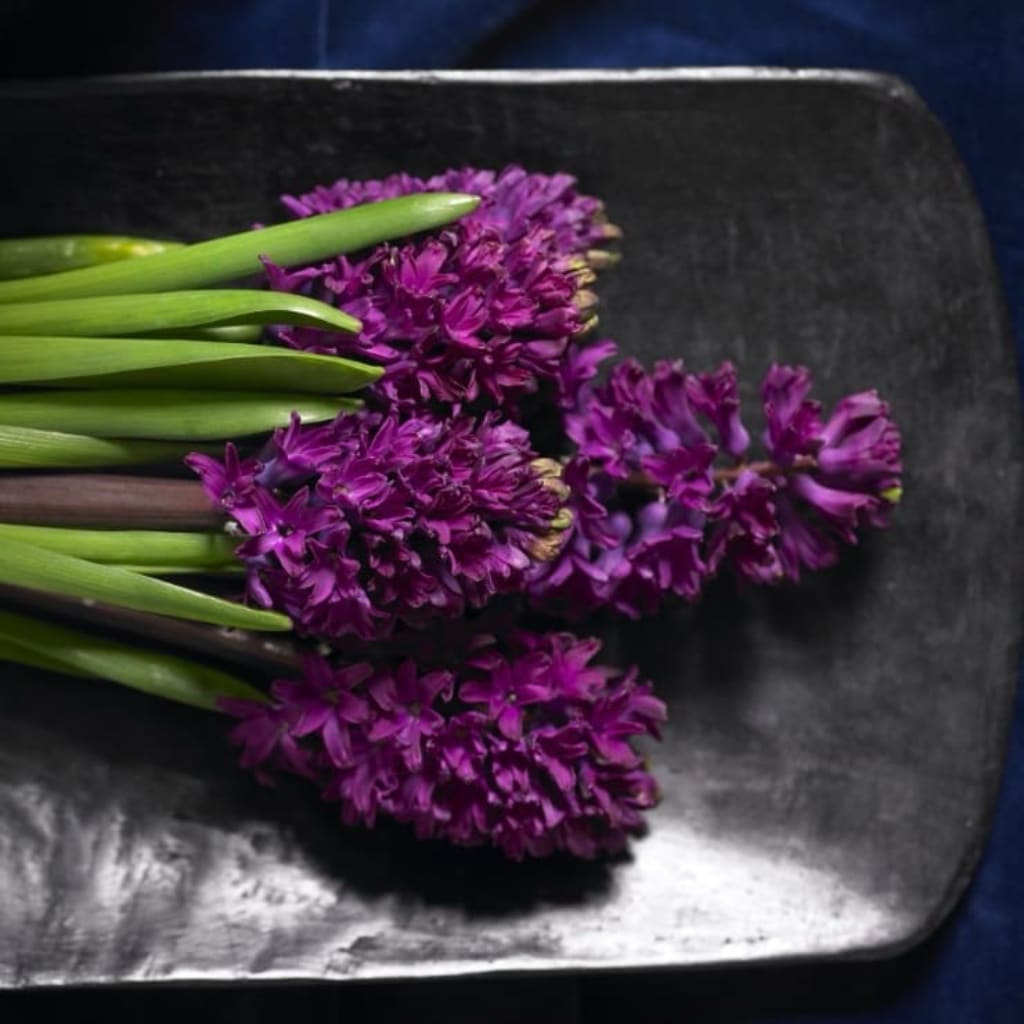 Hyacinthus orientalis