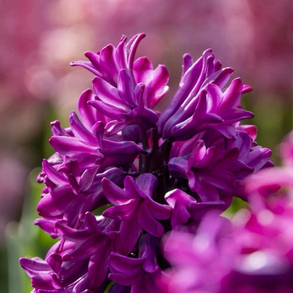 Hyacinthus orientalis
