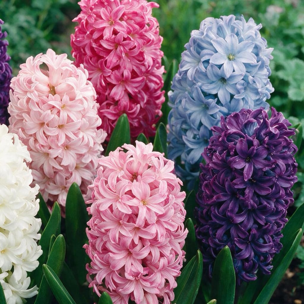Hyacinthus orientalis