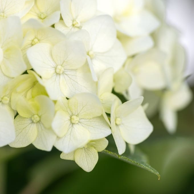 Hydrangea arborescens 'FlowerWOW'® F.E.