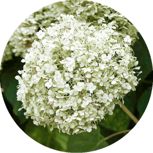Hydrangea arborescens 'Strong Annabelle'