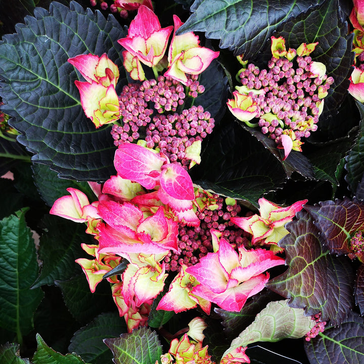 Hydrangea macr. 'Dark Angel Red'®