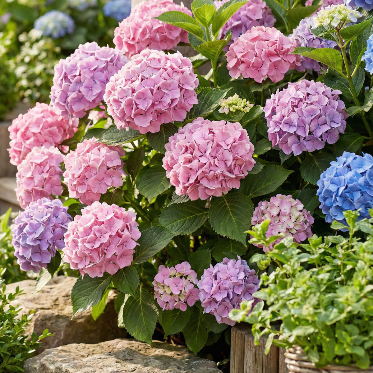 Ballhortensie 'Bouquet Rose' Blüten