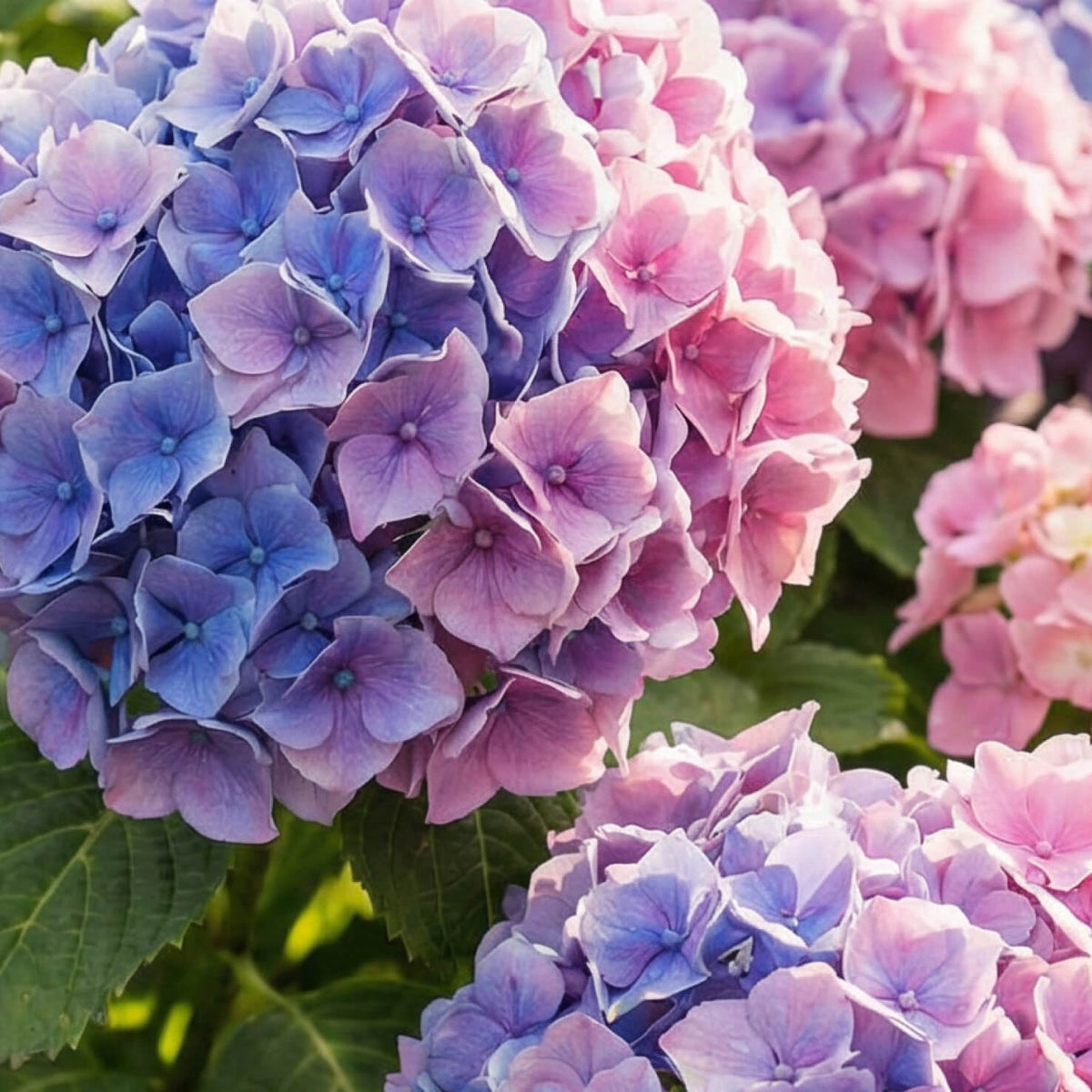 Ballhortensie 'Bouquet Rose' Blüten
