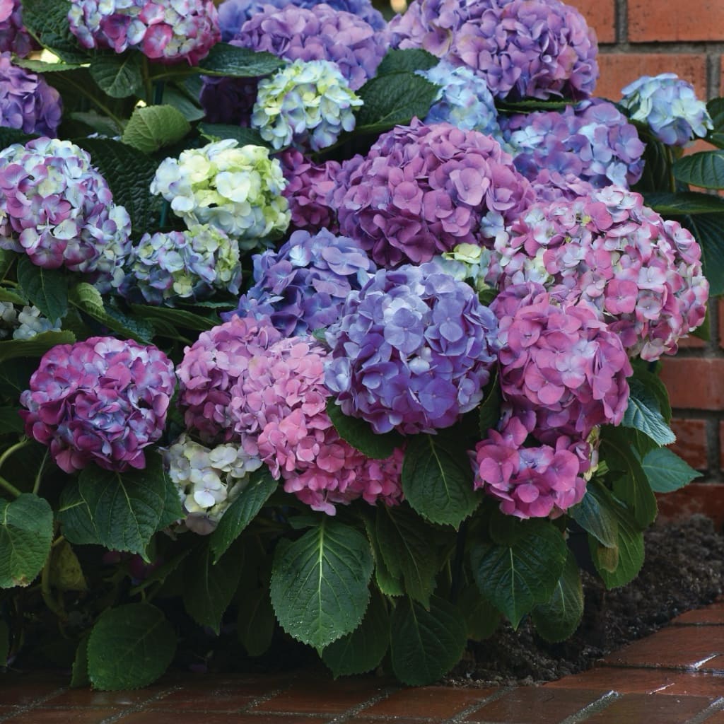 Hydrangea macrophylla 'L.A. Dreamin'®