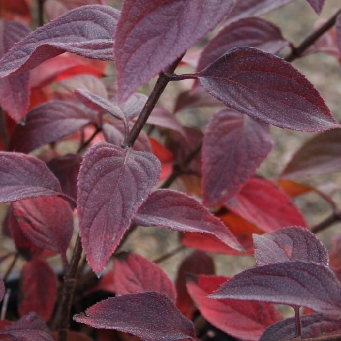 Hydrangea paniculata 'Diamant Rouge'®