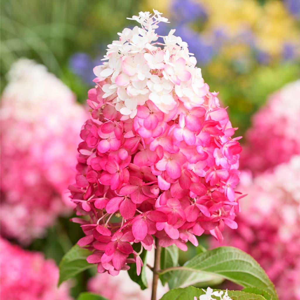 Hydrangea paniculata 'Living Red Velvet'®