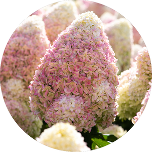 Hydrangea paniculata 'Living Summer Love'®