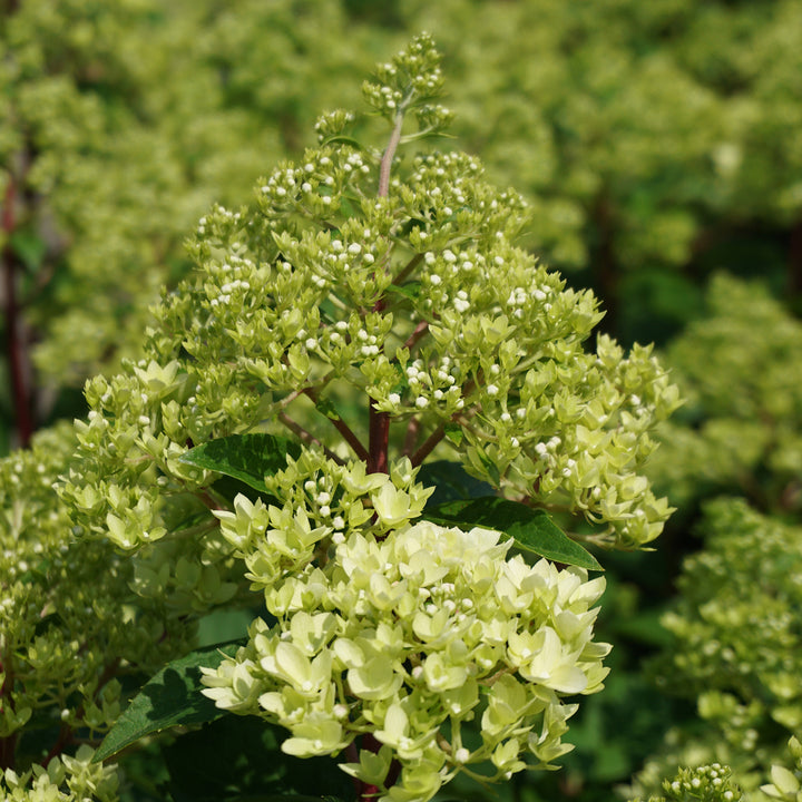 Hydrangea paniculata 'Magical Candle'®