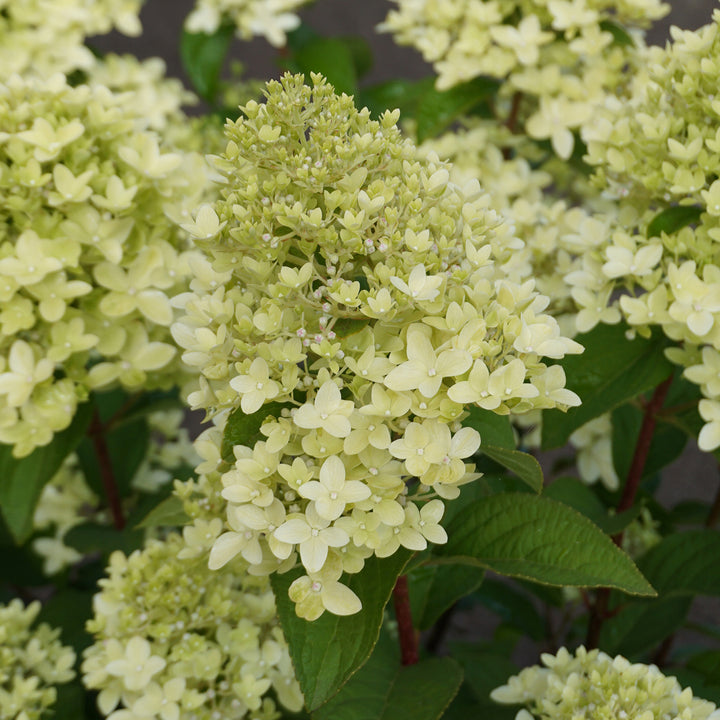 Hydrangea paniculata 'Magical Candle'®