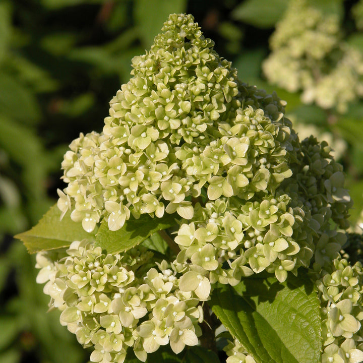 Hydrangea paniculata 'Magical Kilimanjaro'®