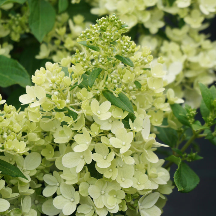 Hydrangea paniculata 'Magical Matterhorn' ®