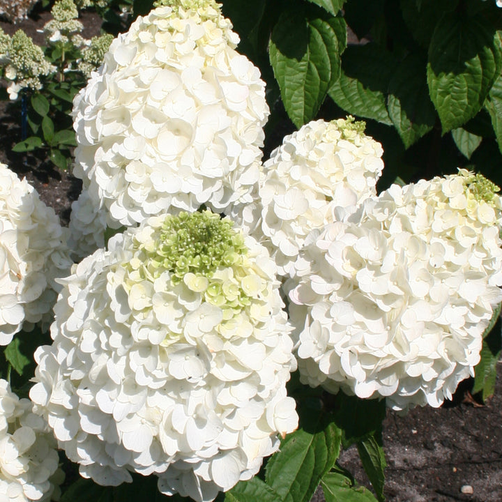 Hydrangea paniculata 'Magical Mont Blanc'®