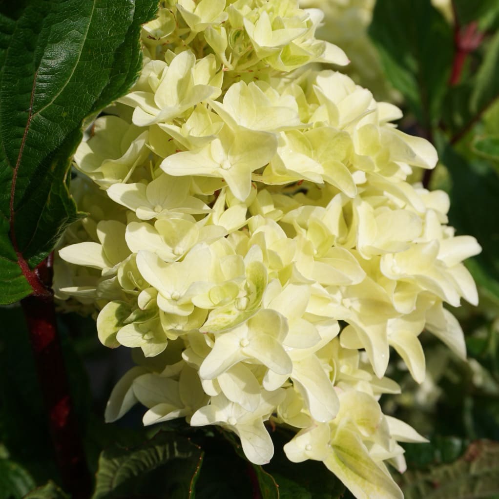 Hydrangea paniculata 'Spring Sizzle' ®
