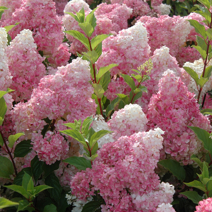 Hydrangea paniculata 'Vanille-Fraise'®