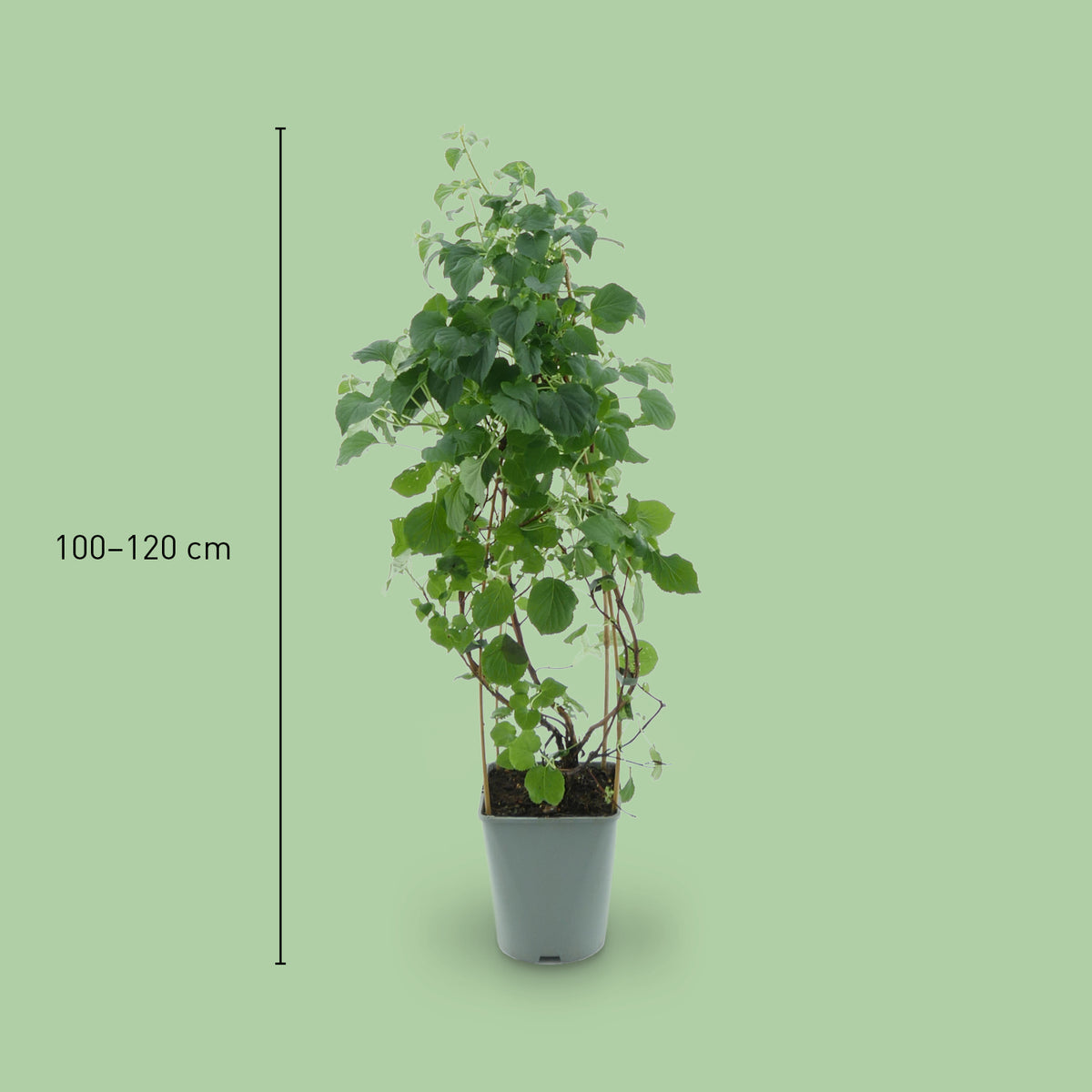 Größe der Hydrangea petiolaris