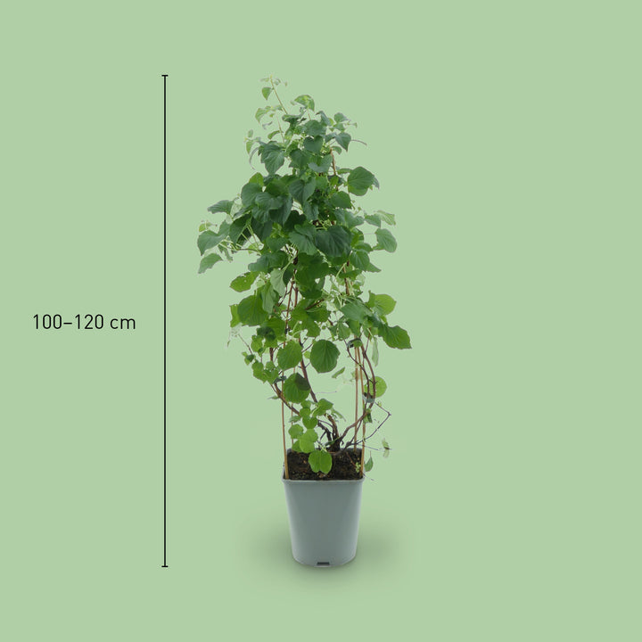 Größe der Hydrangea petiolaris