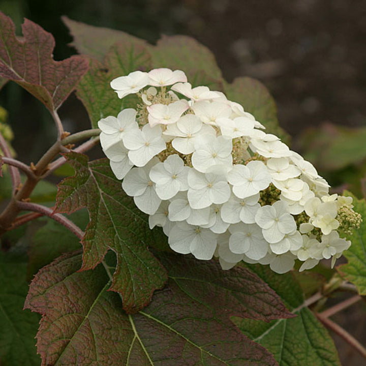 Hydrangea quercifolia 'Snow Queen'