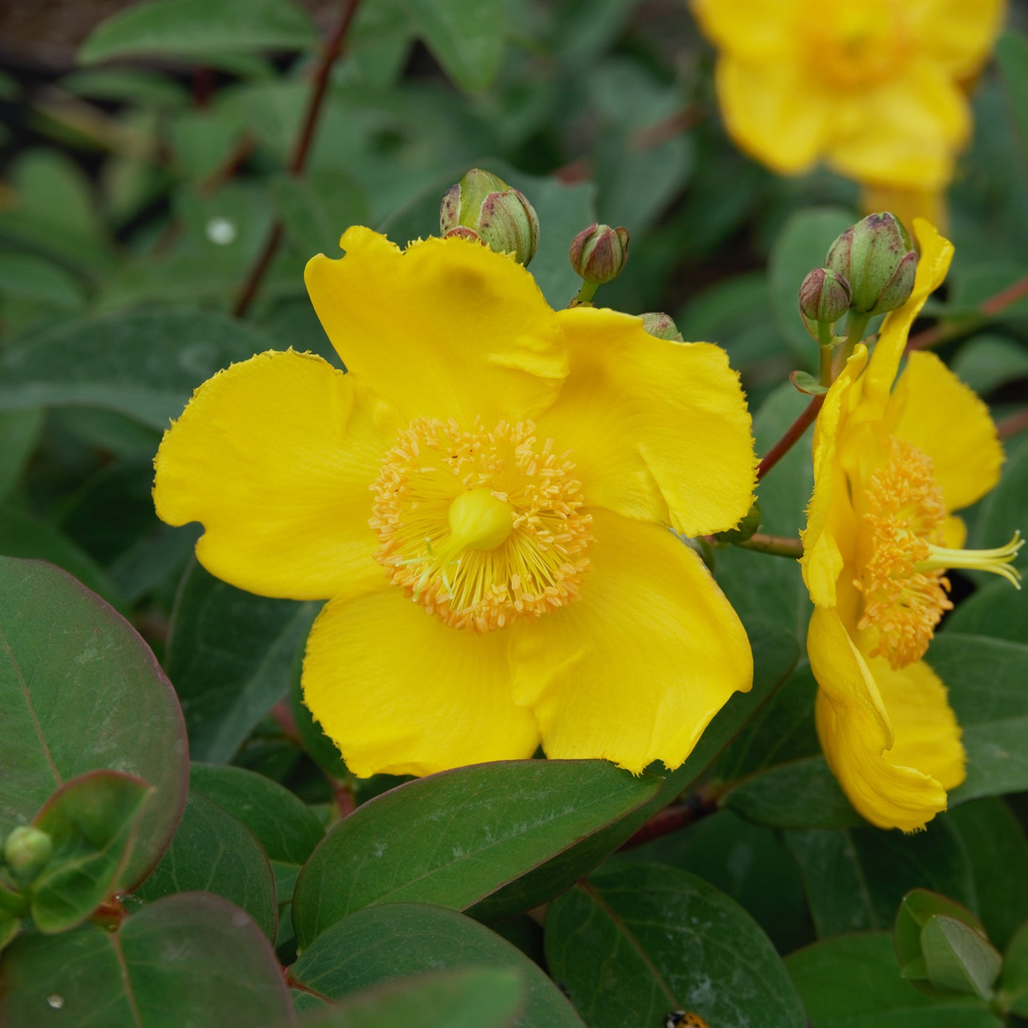 Hypericum 'Hidcote'