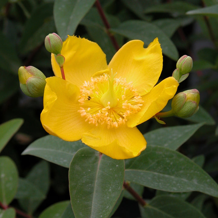 Hypericum 'Hidcote'
