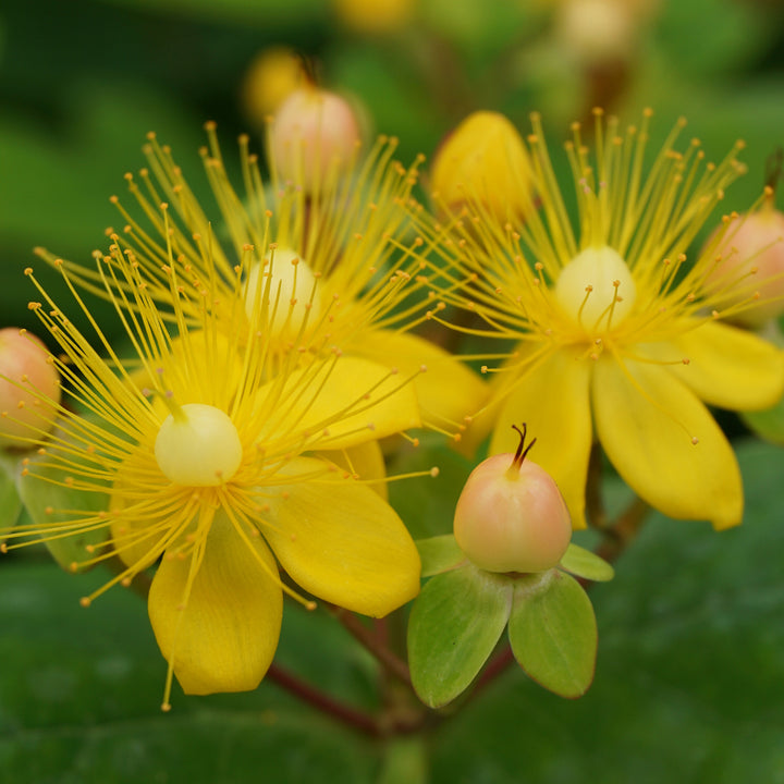 Hypericum inodorum 'Magical Beauty'®